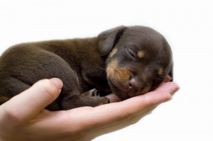 puppy in hand